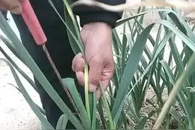 蒜苔拔后，蒜株踩倒还是保留直立好？图片