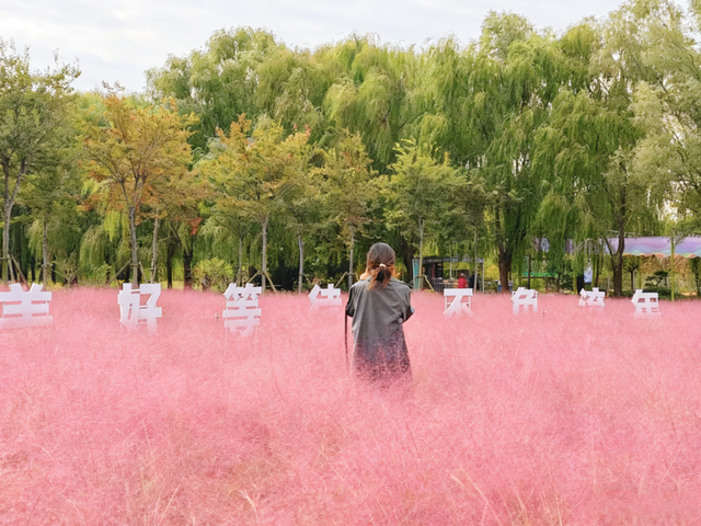 斑斓秋日红荷湿地 “赏草季”浪漫开启~~~