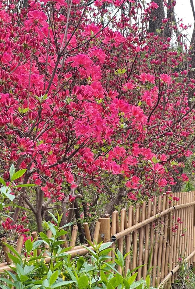 本周末！大珠山映山红进入赏花期