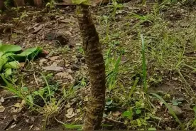 一小伙在非洲工作，把“上海青”种成了“老桩”万年青，种一次吃几年，网友：一颗菜传三代图片