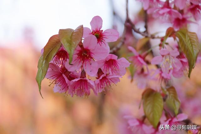 寻甸羊街：故乡的冬樱花盛开