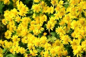 农村路边不起眼的野菊花，经常用来泡水喝，可能收获4个好处图片