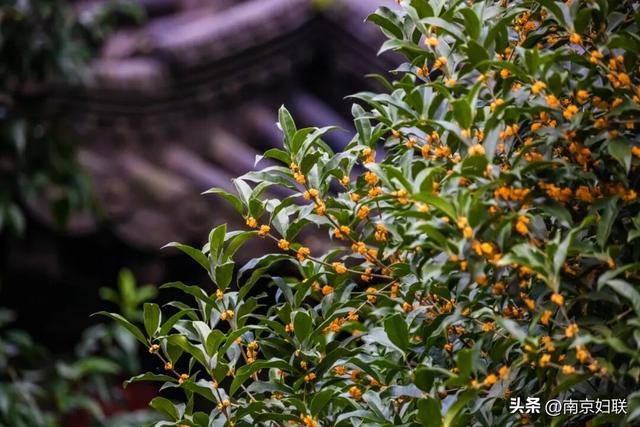 秋日南京，金色相逢