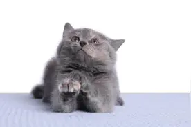 猫咪的奇怪习惯背后的真相图片