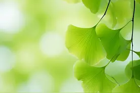 绿色护眼壁纸——银杏叶特写图片