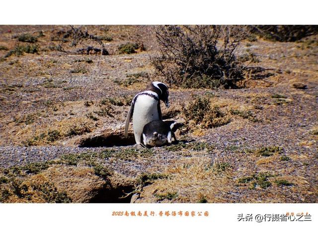 南极南美三国行游影记（77）—阿根廷旁塔汤布国家公园（四）