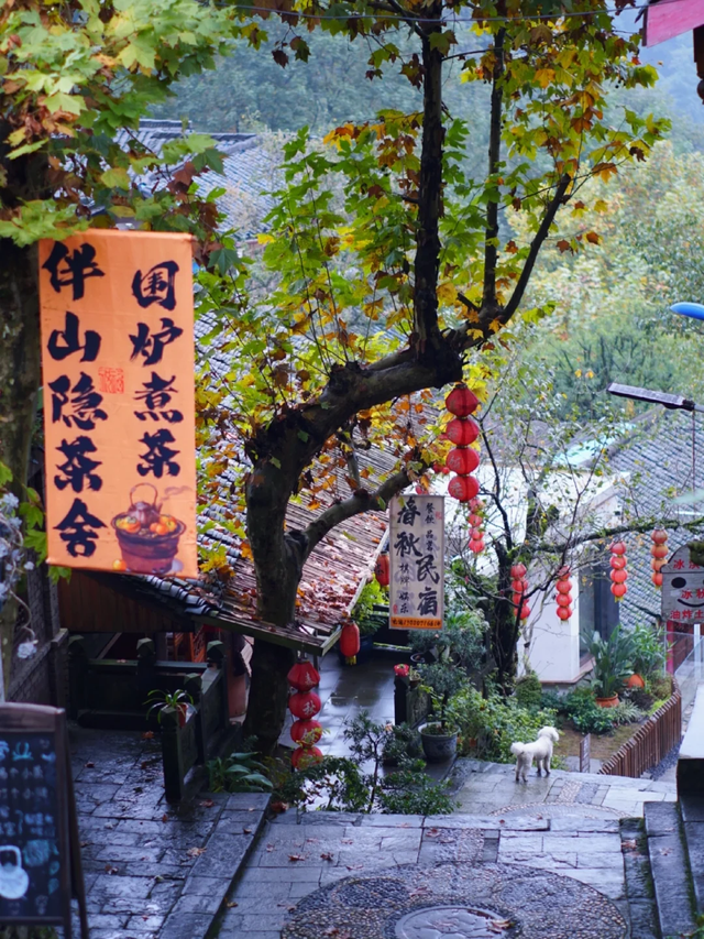 成都1h直达！这座千年古寺美到封神，看银杏+徒步+领奖牌，巴适！