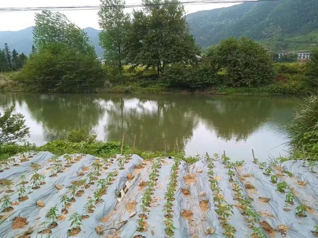 浏河滚滚欲留春，独向芳踪觅雅意——徒步小溪河散记（七）