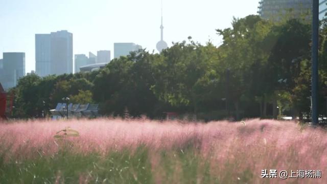 杨浦“最美秋景”上线！超多人抢着来打卡!