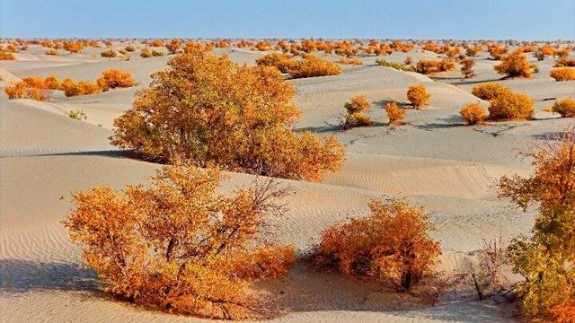 出片率100%！赴一场沙漠胡杨的金色之约