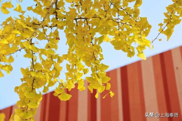 奉浦校园初冬美景大赏，你家娃的学校藏着这样的冬日浪漫