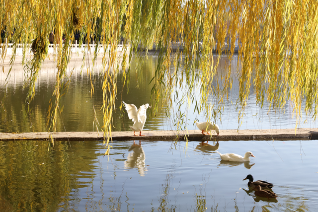 莲花池公园满目鎏金，这个周末等您来赏→