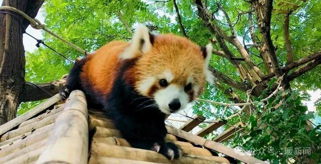 免费游园！鄂野发通知啦！