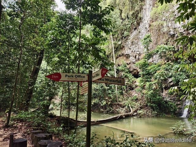 马来西亚(30)砂拉越州④姆鲁山徒步线路