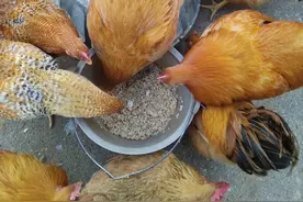 喂鸡也是个技术活，现在天气热捞饭的时候要放多点水，调稀一点图片