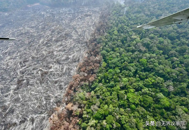 中国人吃肉蛋奶毁雨林？外媒双标玩得溜，中企护林行动证清白