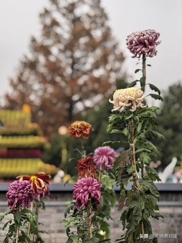 秋风独宠一园菊，晚来香艳出樊篱——北京北海公园2025年菊花展