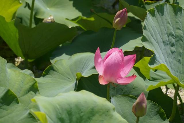 西和晚霞湖：荷韵夏意浓 赏荷正当时