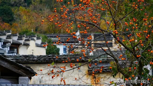 皖南秋色塔川绝美的落羽杉林