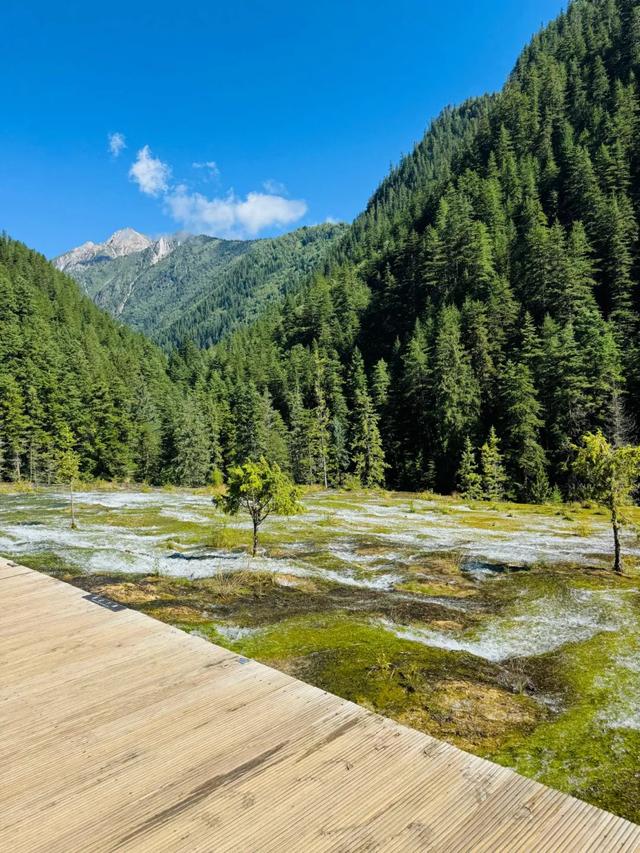 鱼跃天际、鸟翔水底，九寨沟邀你共赏夏日奇景~