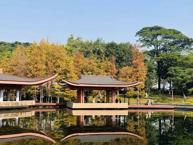 红出圈！南海落羽杉正在刷屏