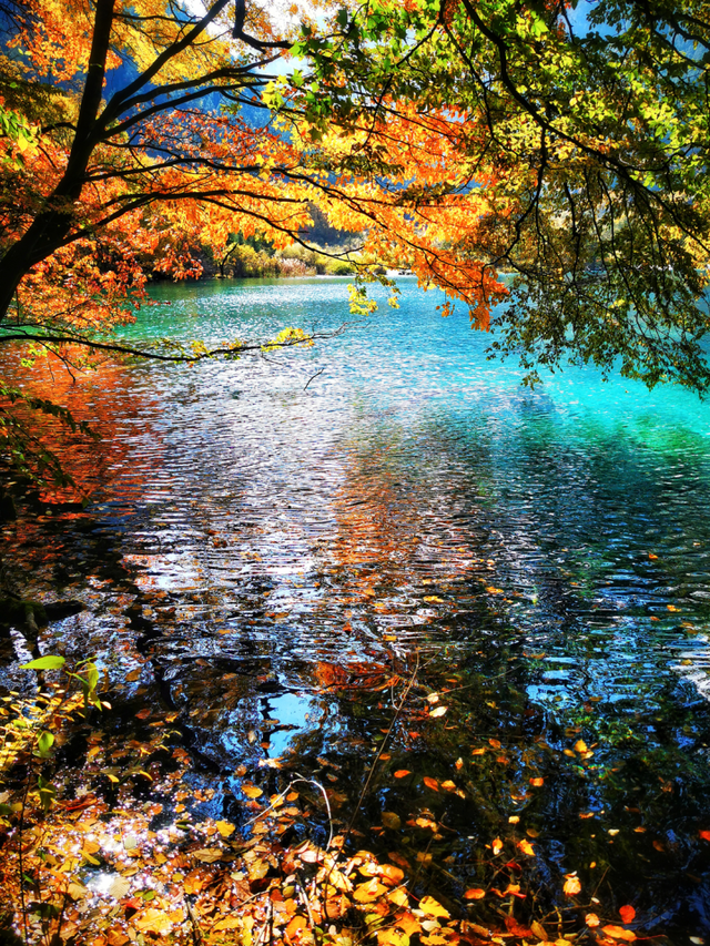 九寨沟十一月的开场，是落叶纷飞染透山川，是彩林叠翠映雪山