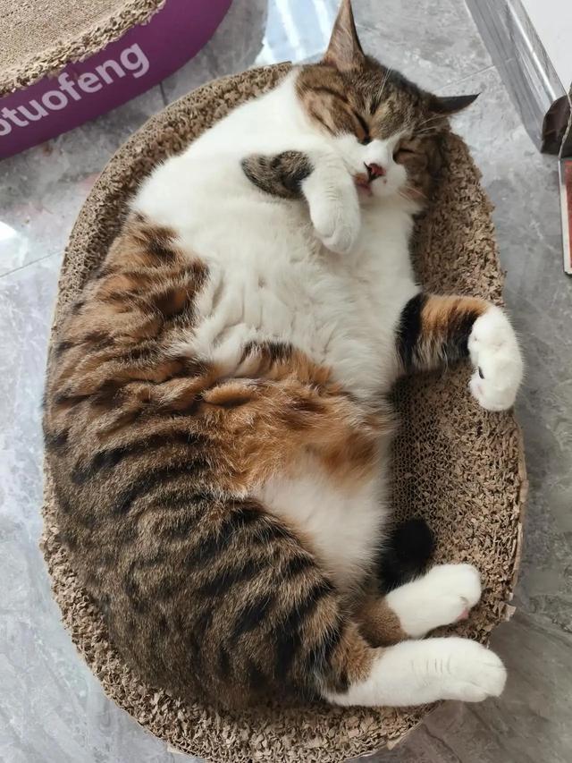 笑死了！主人展示25斤布偶猫引热议，网友：我这19斤的再加加餐？
