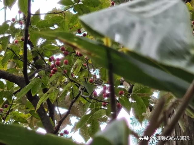 1.5h直达!藏在山野里的捡秋秘境,瀑布+挖宝双buff拉满!