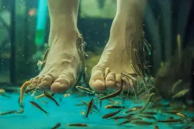 “温泉鱼”有多恐怖? 吃脚皮只是在麻痹你，整条鱼进去只剩骨架图片