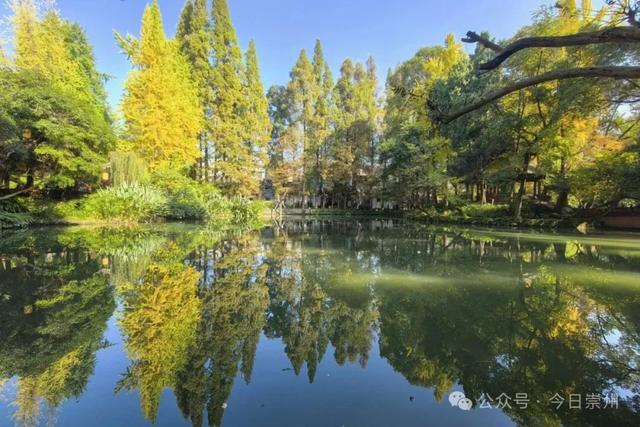 速来→崇州正上演初冬金色浪漫大片！