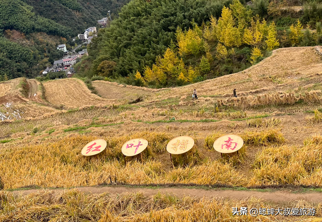 来海拔600米的杭州顶流古村吧，坐拥梯田、银杏、民宿，免费好玩