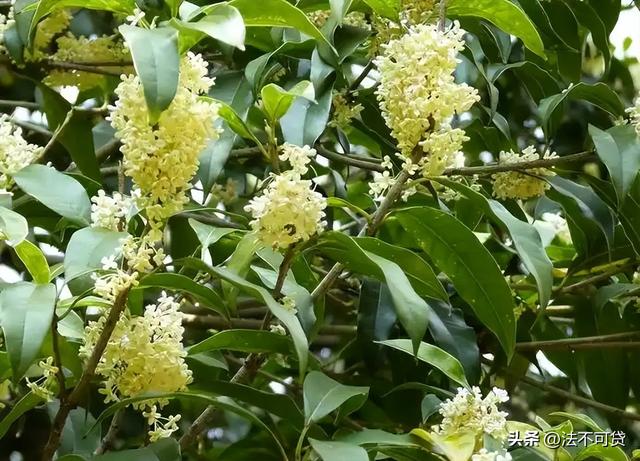 房子前面为什么不能种桂花树？房子前面有桂花树的，要了解一下！