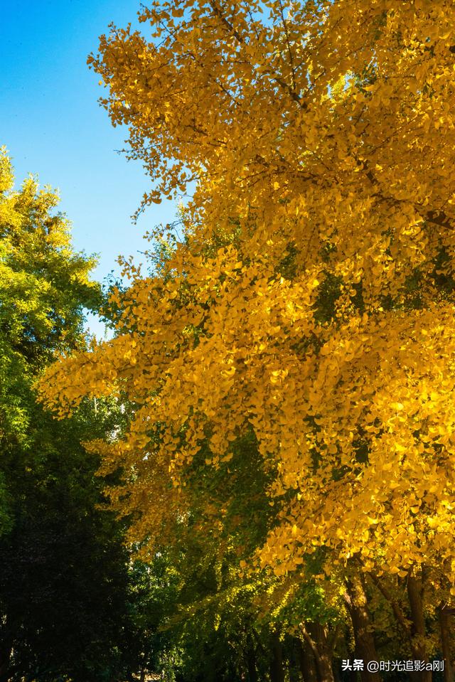 这么近那么美，银杏里的河北最美！