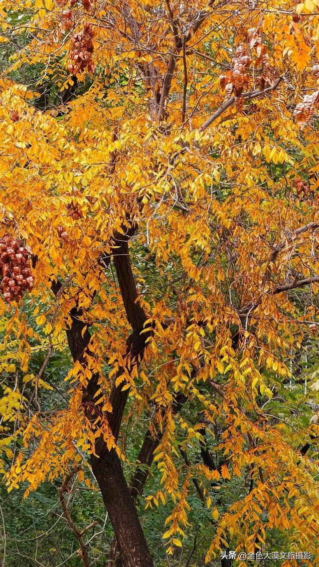 秋染五泉山：兰州城畔的千年诗意与一季斑斓​​