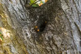 摄影师镜头下的有趣一幕：中华蜂智斗大黄蜂图片