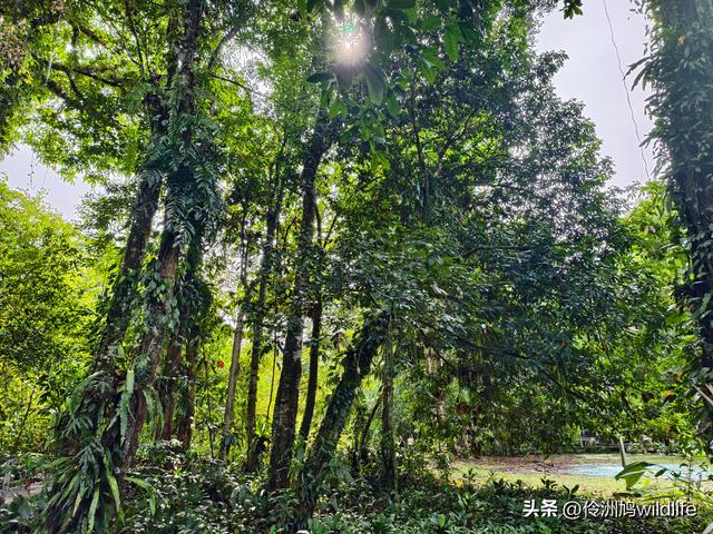 马来西亚(29)砂拉越州③姆鲁山清水洞·风洞