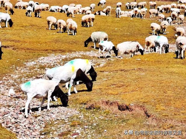 独库公路那拉提到巴音布鲁克的沿途风光