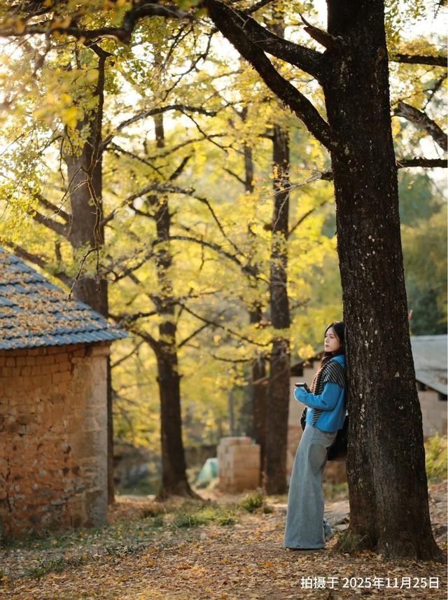 “中国银杏第一乡”迎来最佳观赏期！附近期实拍图→