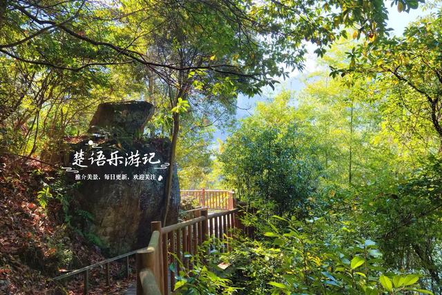 浙江宁波这片风景又火了，银杏林开始进入最佳观赏季，千万别错过