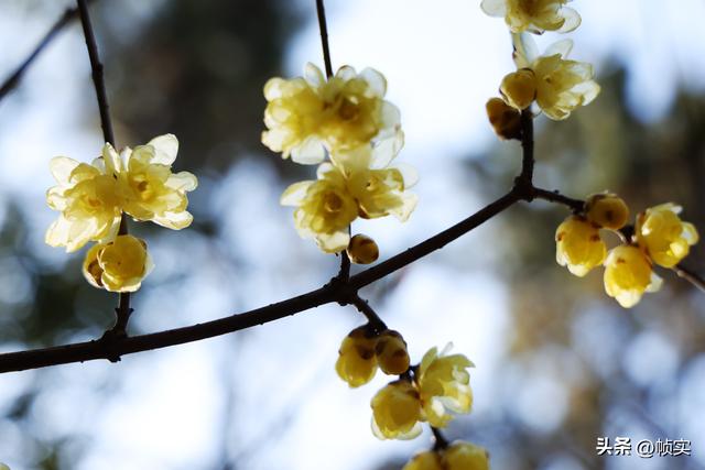 “蜡”么美“蜡”么香，上海公园蜡梅绽放即将迎来盛花期