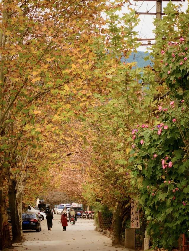 2025利州秋色，每一帧都是限定浪漫