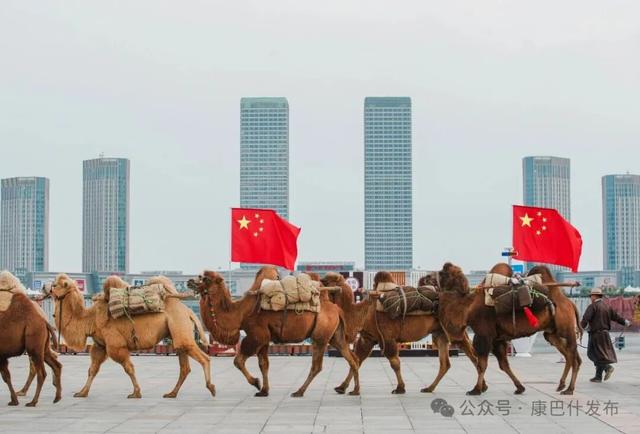 谁懂啊！康巴什街头惊现驼队