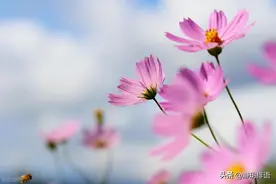 人性为什么都见不得别人好，因为这些心理图片