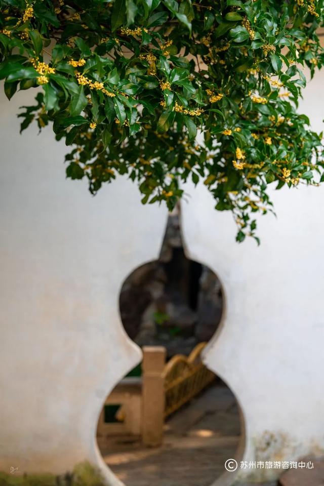 “香香”模式即将开启，桂花味线路给你准备好啦