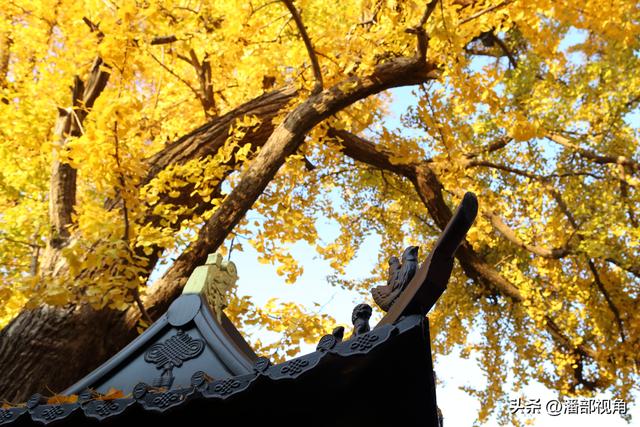 苏州石壁永慧寺，冬日金灿灿的世界，这里的古银杏和寺庙完美组合