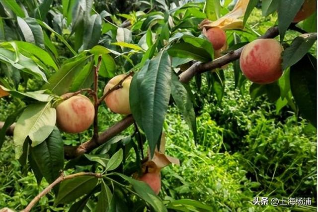 “沪派江南”复兴市集开张啦！本周六，登岛逛吃玩