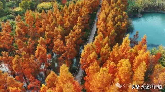 温州年度大片《红杉林》已经上映!随手一拍就是壁纸!