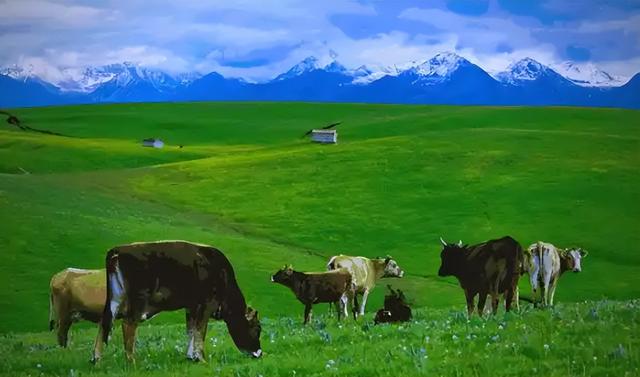 金色沙海藏粉色秘境！内蒙古这片土地，藏着哪些不为人知的秘密？