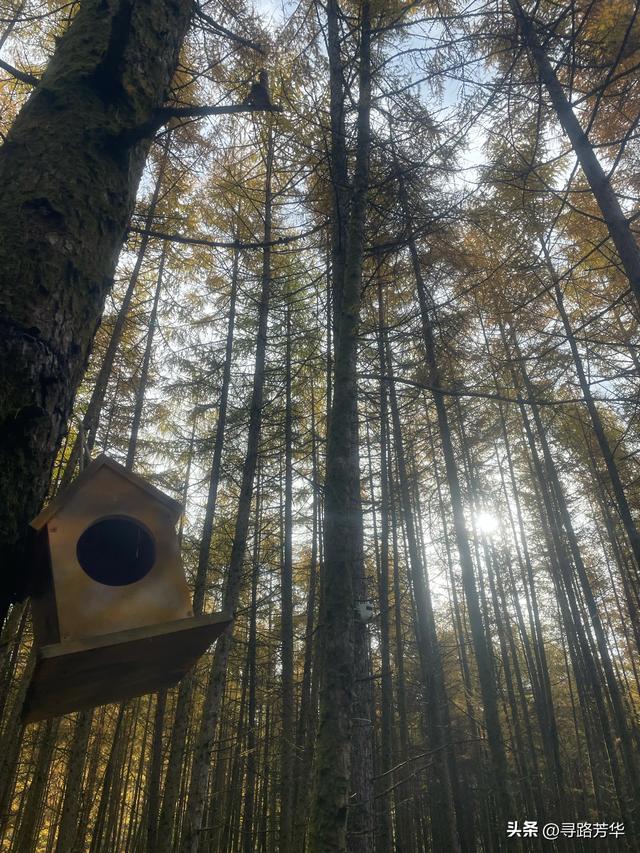 晨光下，米仓山的秋色在眼前一点点展开