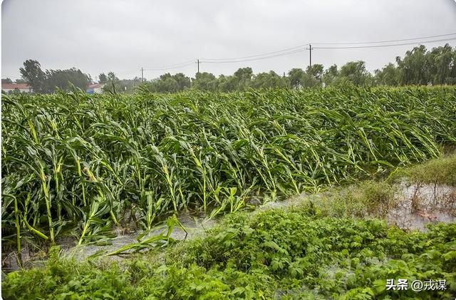 颠覆认知！庄稼渴不渴，竟看雨水“出身”，雨水来源错了就减产
